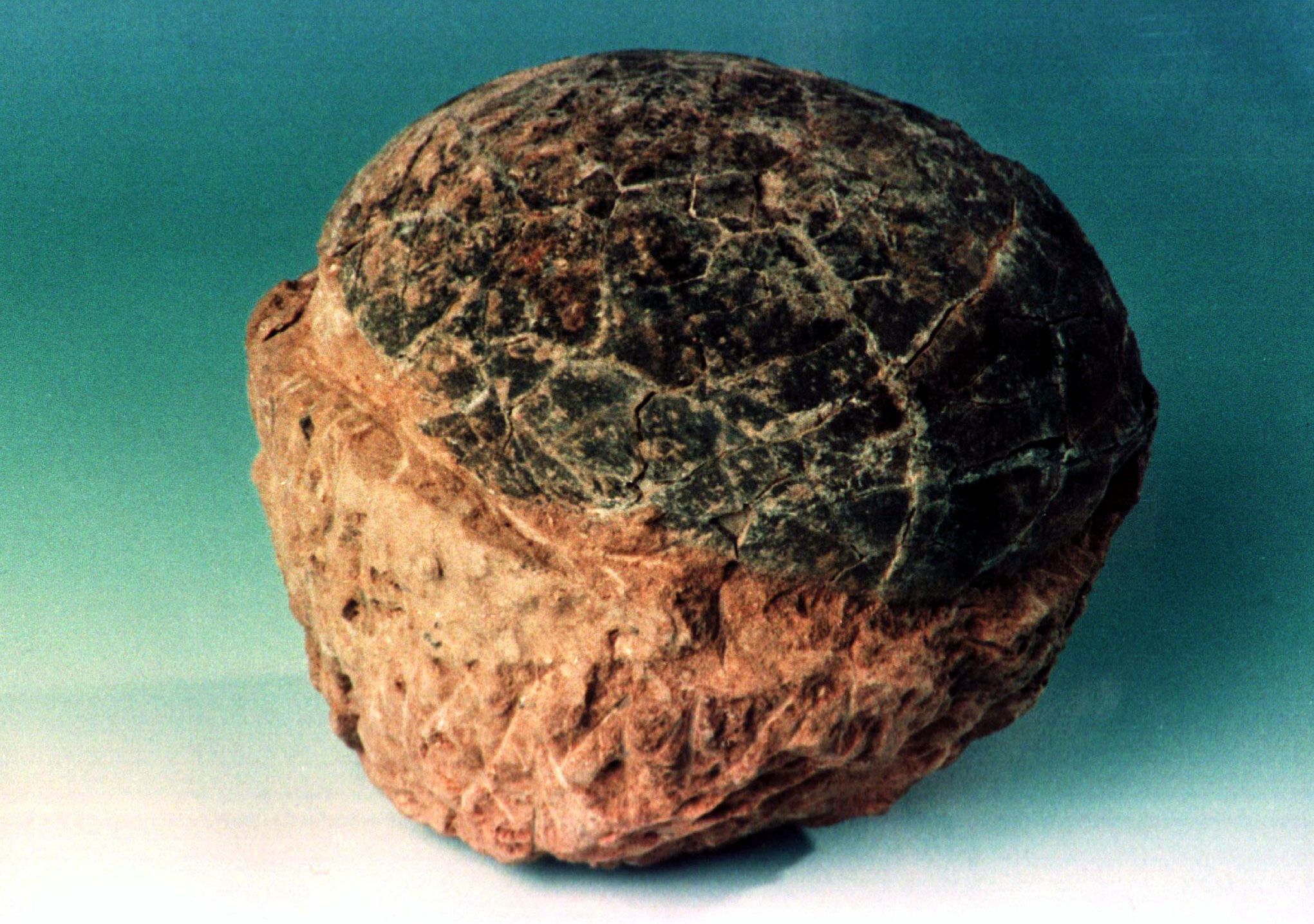 Forscher entdeckten das Dino-Ei.