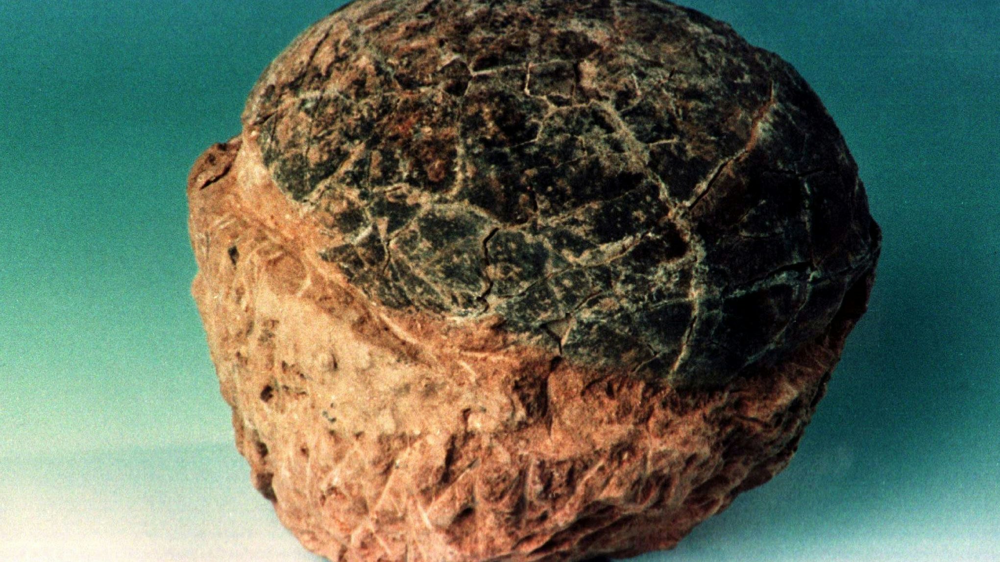 Forscher entdeckten das Dino-Ei.