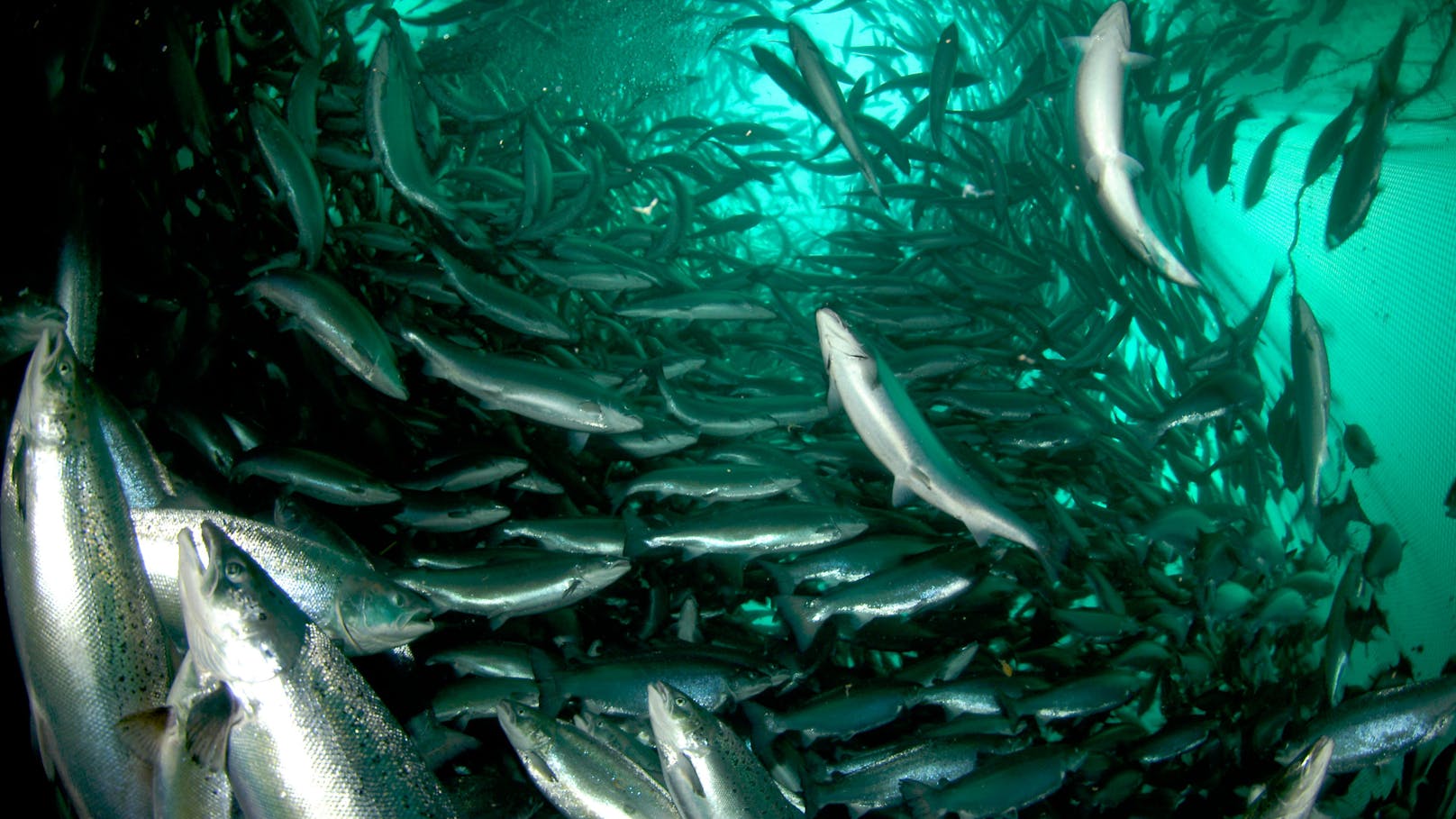 In den vergangenen Jahr ist der weltweite Lachsbestand um 23 Prozent (also knapp einem Viertel) geschrumpft. 