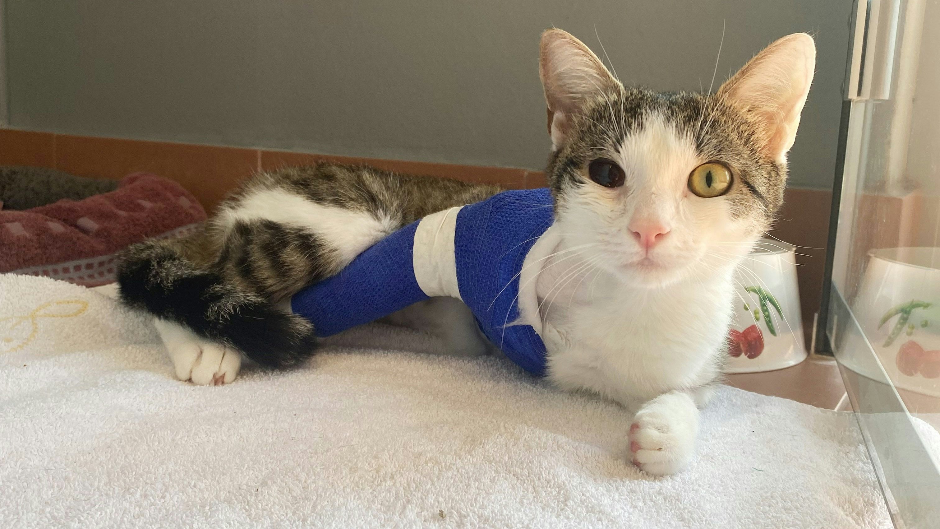 Katzendame "Scapula" wartet nach beinahe unerträglichen Strapazen auf ihren "Dosenöffner". 