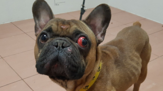 "Eduard" darf jetzt zumindest trotz seiner Qualzuchtmerkmale in einem liebevollen Zuhause leben. 