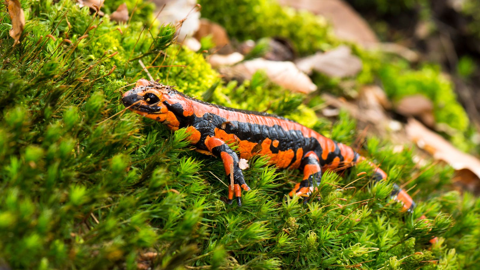 185 Amphibienarten, wozu auch der Feuersalamander zählt, gilt als "möglicherweise ausgestorben".