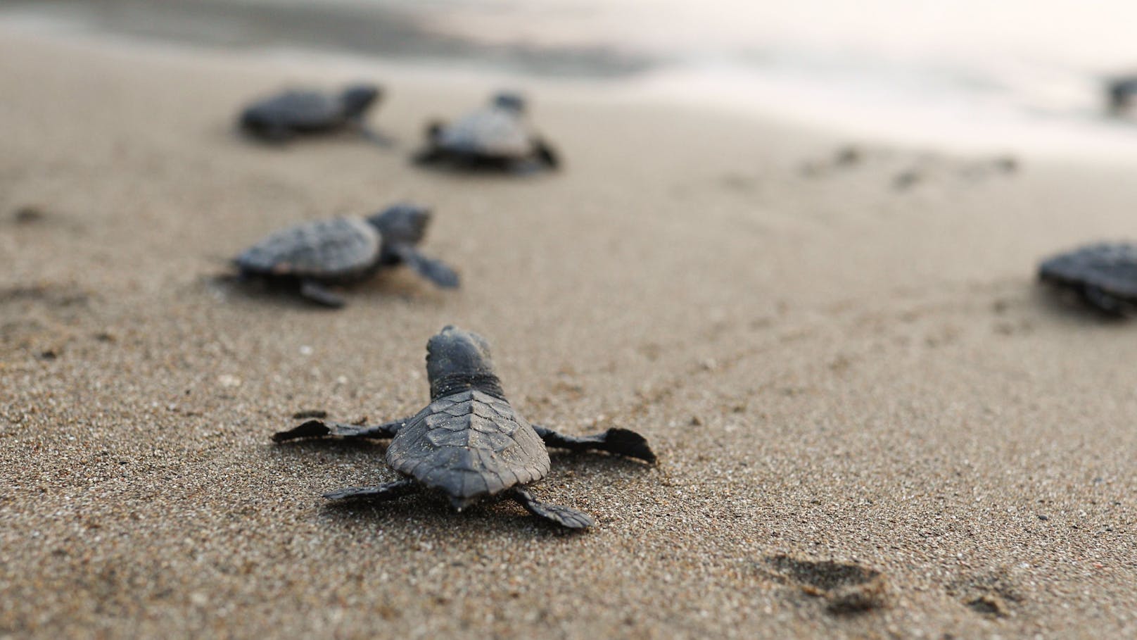 Schildkröten-Babys als Geschenk