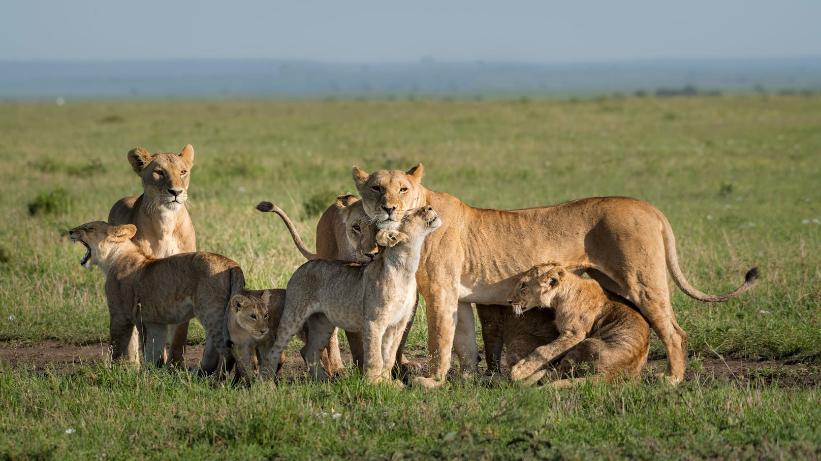 Auch wenn die Dezimierung durch mehrere Schutzmaßnahmen verlangsamt werden konnte, ging der Gesamtbestand der Afrikanischen Löwen um weitere 8 Prozent 2023 zurück. 