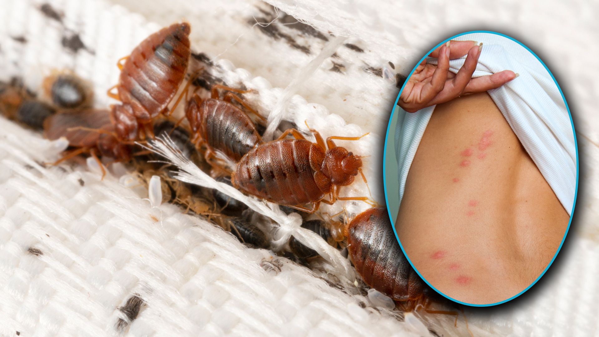 Bei Schädlingsbekämpferin und Tatortreinigerin Kamila Anna Horvath-Karwas steht seit Tagen das Telefon nicht mehr still.