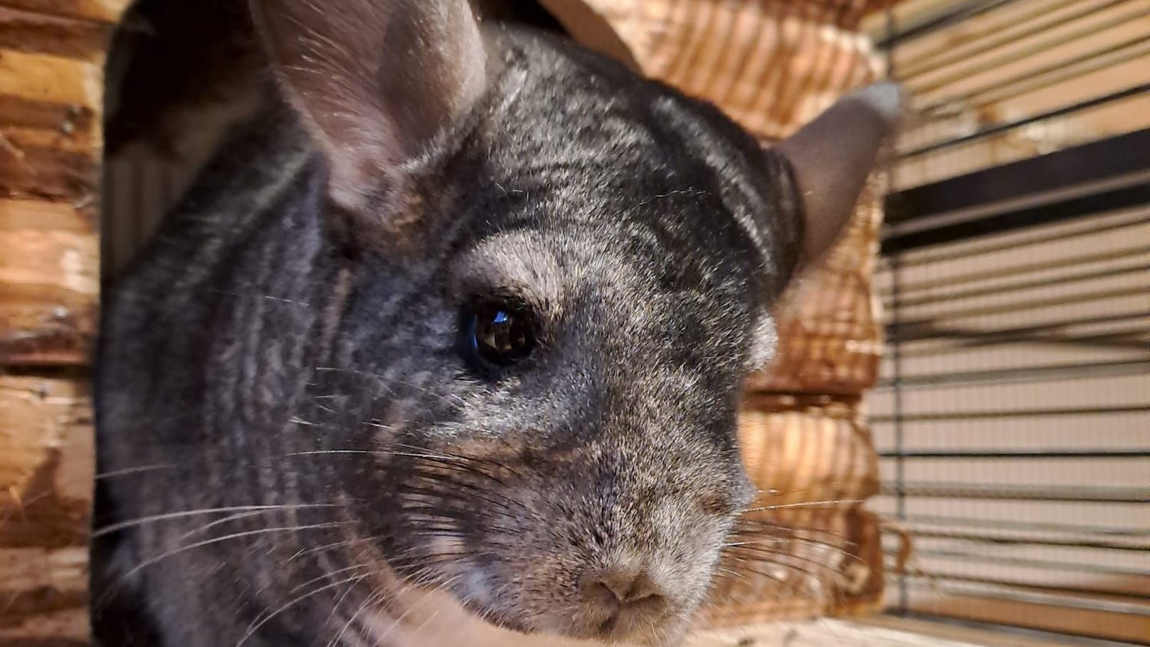 Ihre Anfrage an die Tierschutz-Organisation war mehr als skurril: Die Frau wollte sich allen Ernstes ein Chinchilla vom Innviertel in die Bundeshauptstadt per Post liefern lassen.