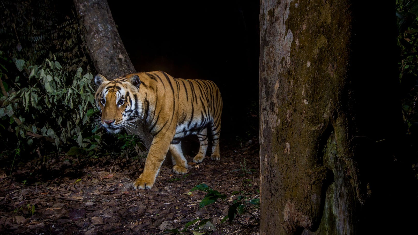 Auch wenn die wildlebenden Tiger noch ein sehr überschaubares "Grüppchen" sind, so freuen wir uns natürlich über jeden Einzelnen mehr. 