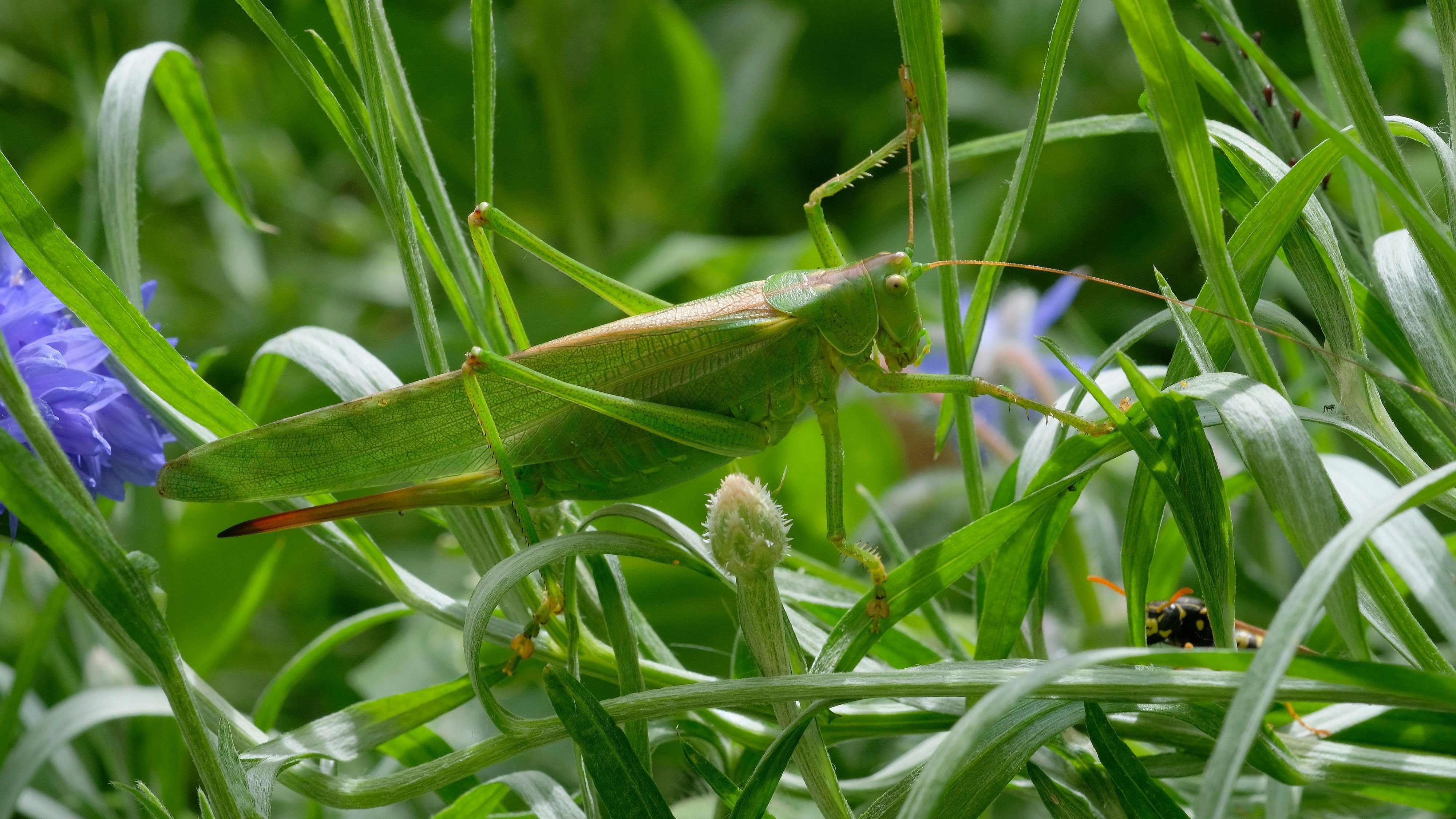 Die Weidefläche im WWF-Auenreservat zählt zu den artenreichsten Gebieten Niederösterreichs und konnte erfolgreich 40 unterschiedliche Heuschreckenarten wieder ansiedeln. 