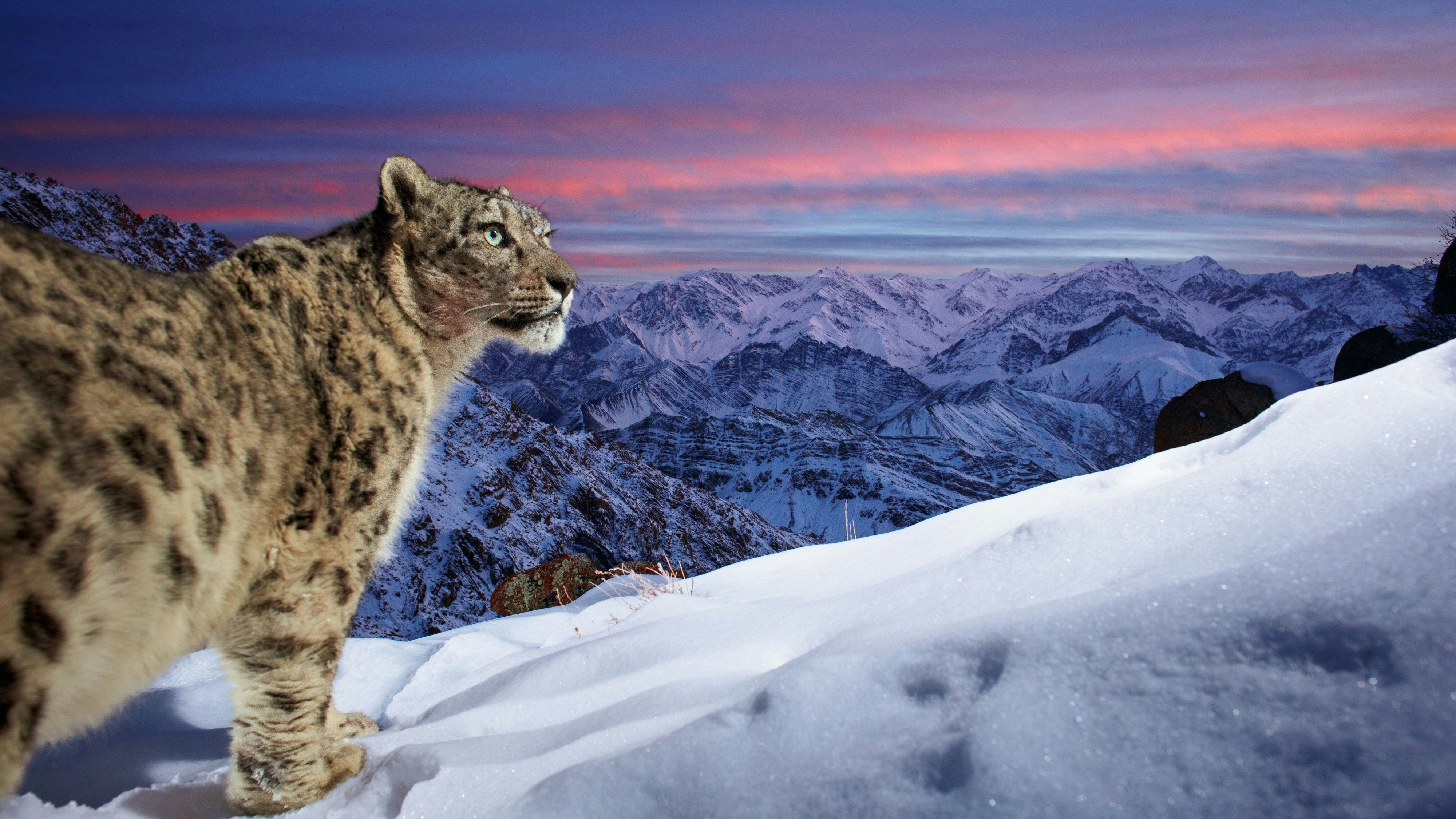 Von im Jahr 2016 95 Exemplaren der wunderschönen Schneeleoparden konnten heuer bereits 134 gezählt werden. 