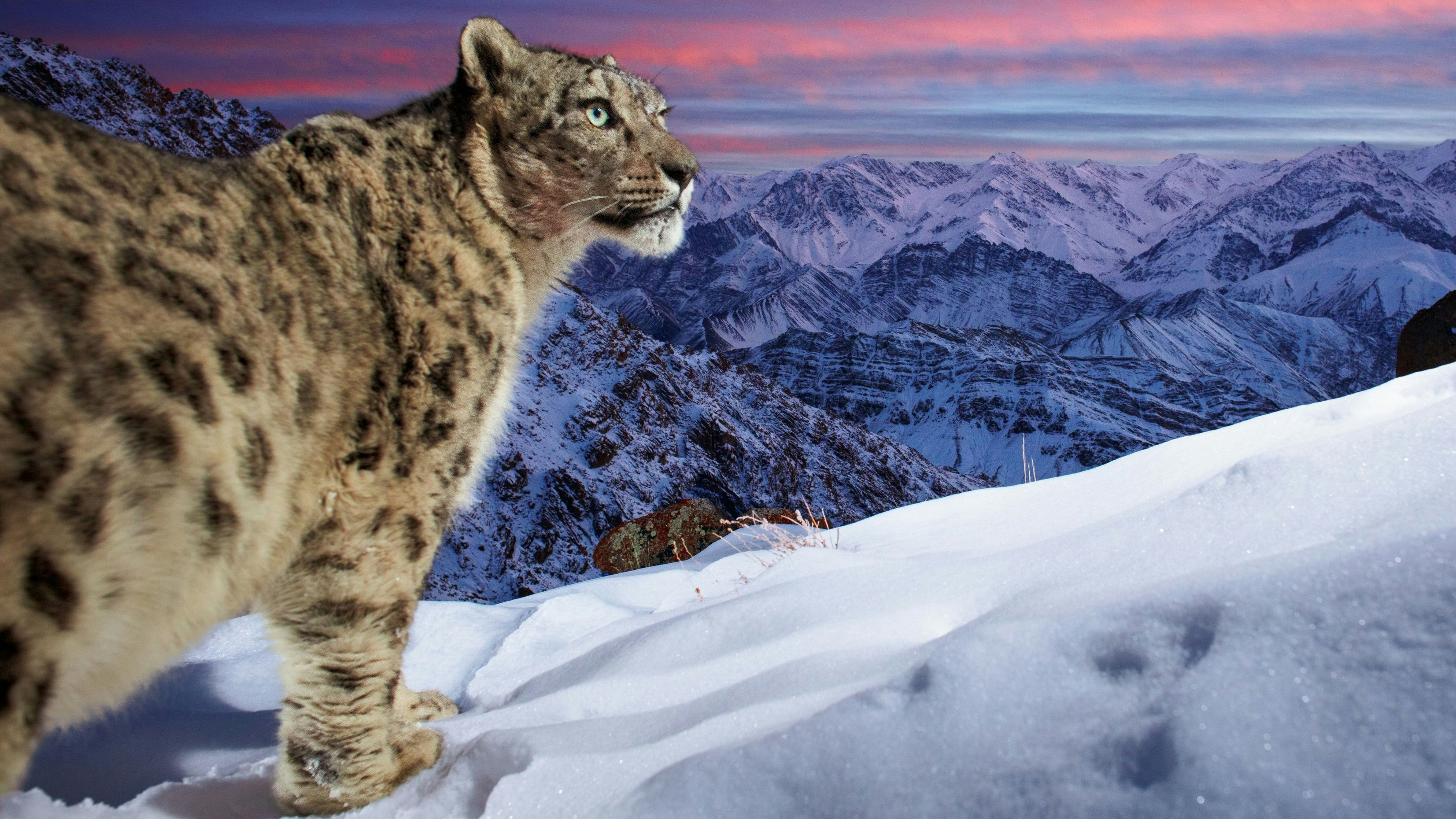 Der Schneeleopard ist durch die Klimakrise vom Aussterben bedroht.