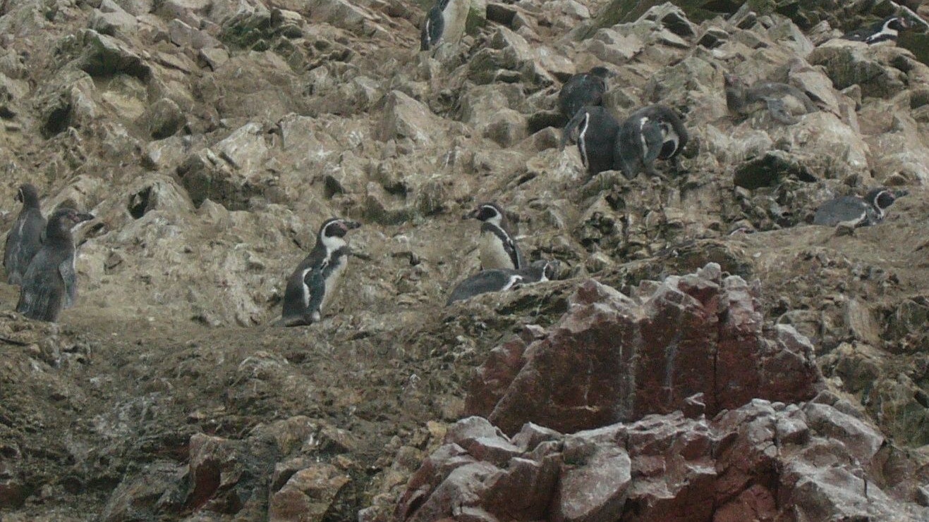 3.000 Stück der bedrohten 10.000 Humboldt-Pinguine hat die Vogelgrippe 2023 auf dem Gewissen. 
