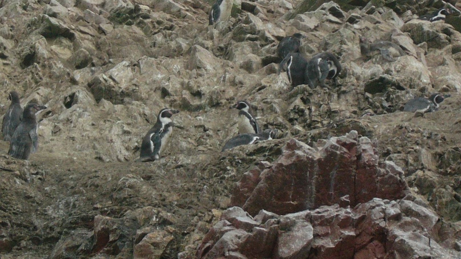 3.000 Stück der bedrohten 10.000 Humboldt-Pinguine hat die Vogelgrippe 2023 auf dem Gewissen. 