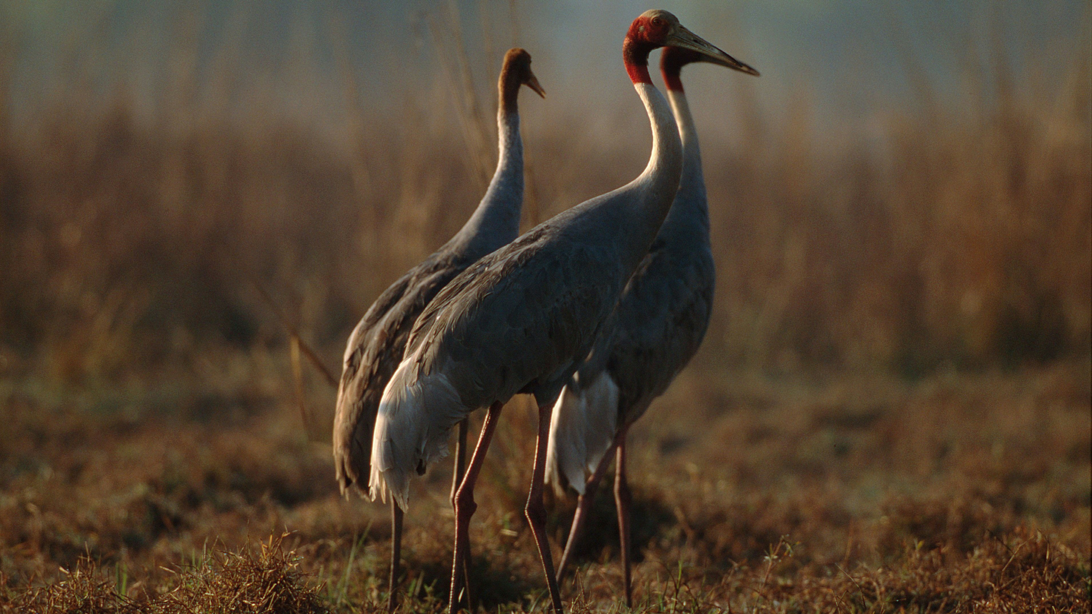 Dank intensiver Schutzbemühungen konnten sich die sogenannten "Saris-Kraniche" seit 2010 verdoppeln. Es gab nur noch 300 Exemplare. 