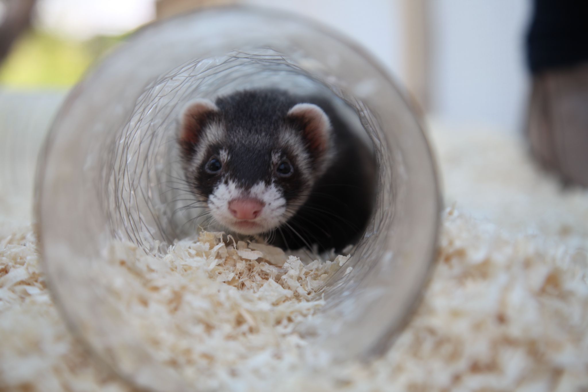 Die Pfotenhilfe berichtet, dass es aus Wien Anfragen gab, ob man z.B. Frettchen (Foto) per Post zugeschickt bekommen könnte.
