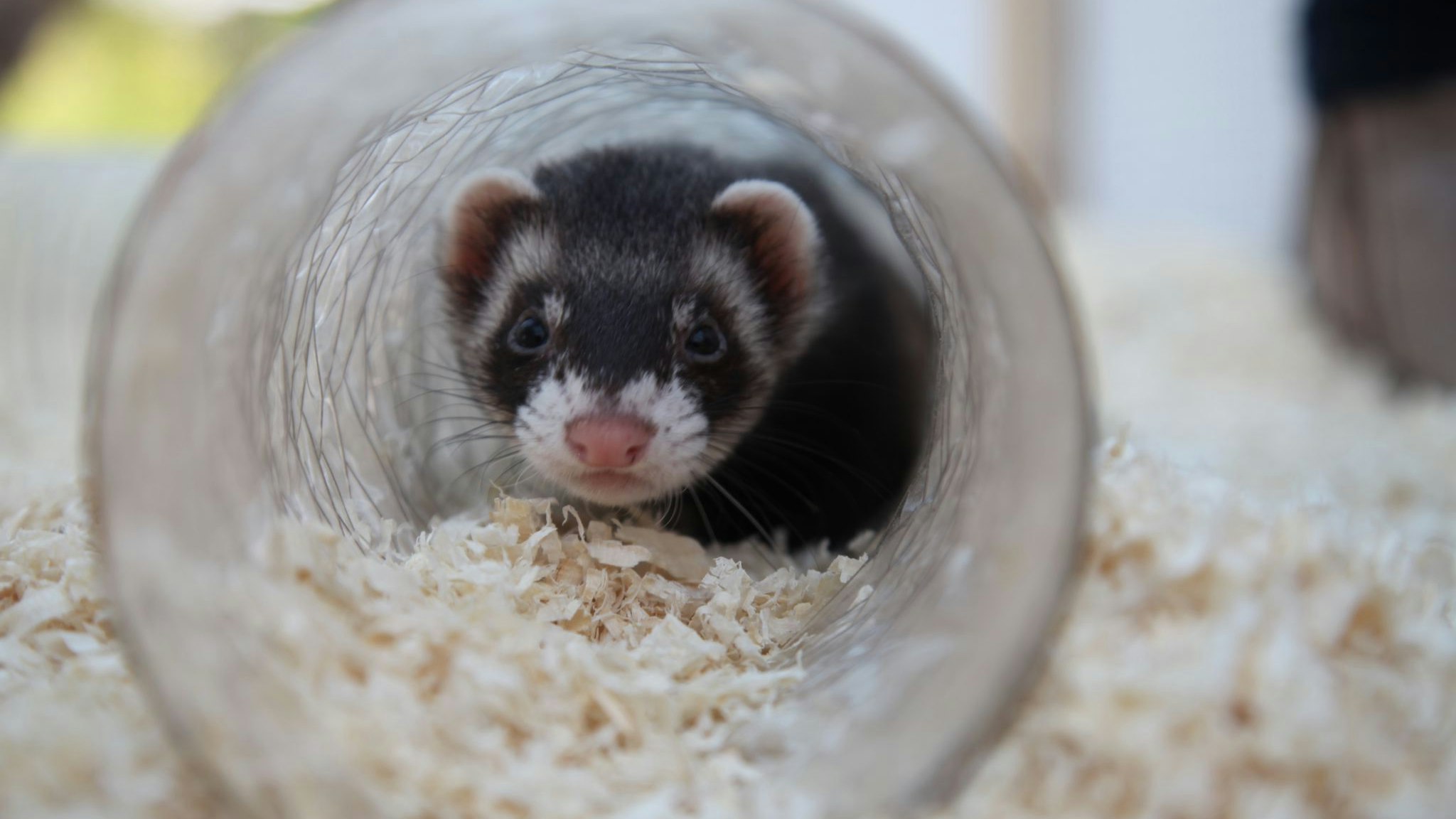 Die Pfotenhilfe berichtet, dass es aus Wien Anfragen gab, ob man z.B. Frettchen (Foto) per Post zugeschickt bekommen könnte.