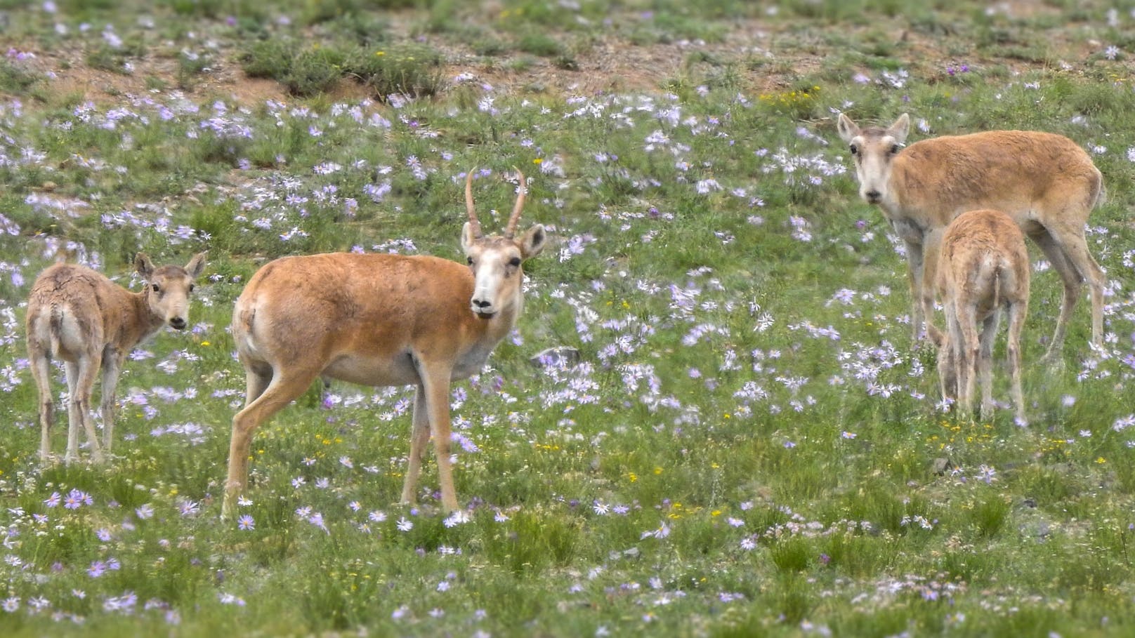 In den vergangenen Jahre konnte die Population der Saiga-Antilope von 40.000 Stück auf 1,3 Millionen Tiere gesteigert werden. Bravo! 
