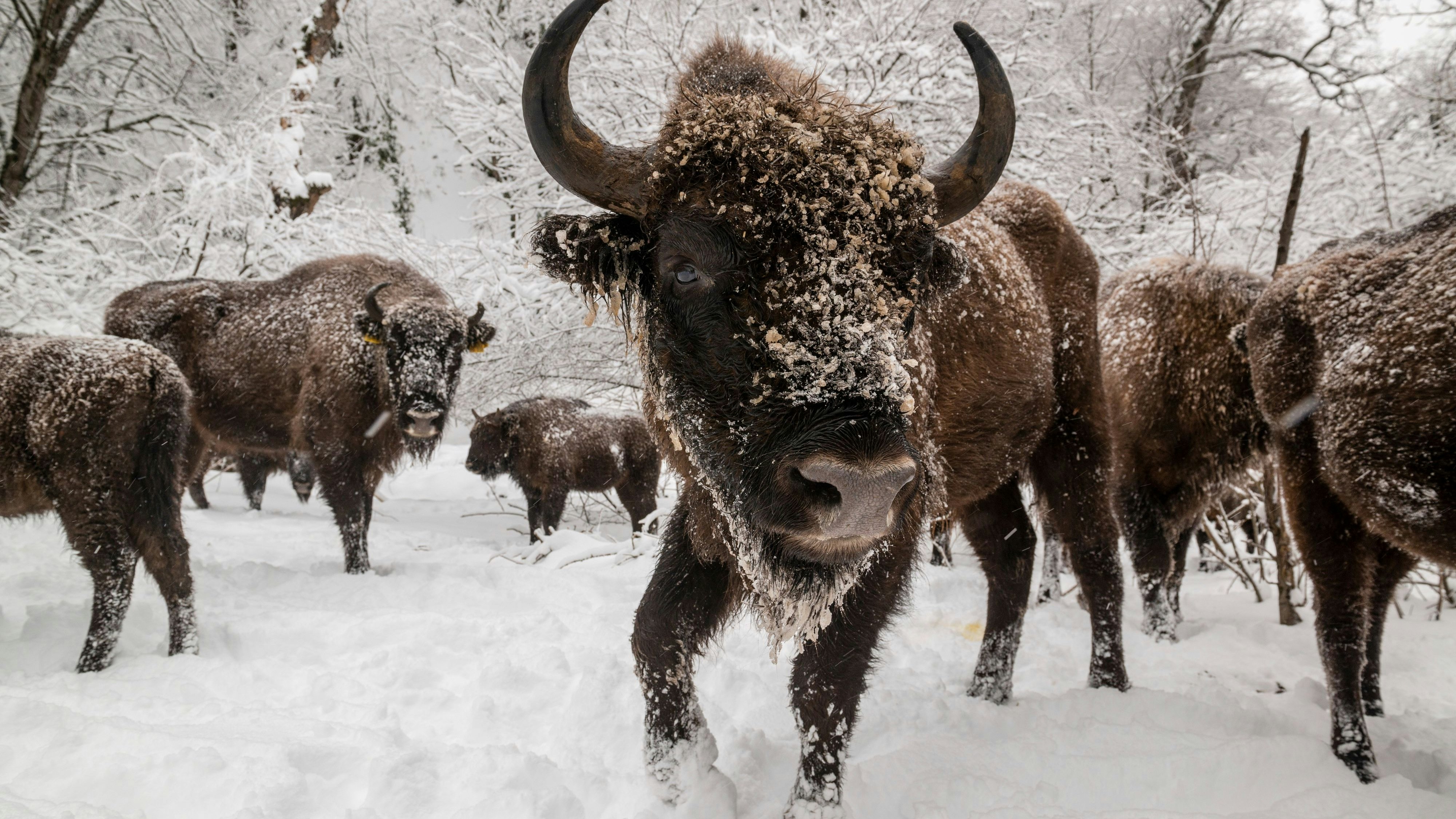 Durch ein Rettungs- und erfolgreiches Auswilderungsprogramm steigt die Anzahl der bereits als ausgestorben geltenden Wisente jedes Jahr weiter. 