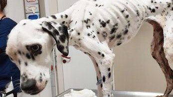 Haut und Knochen: So kam "Juno" ins Tierquartier