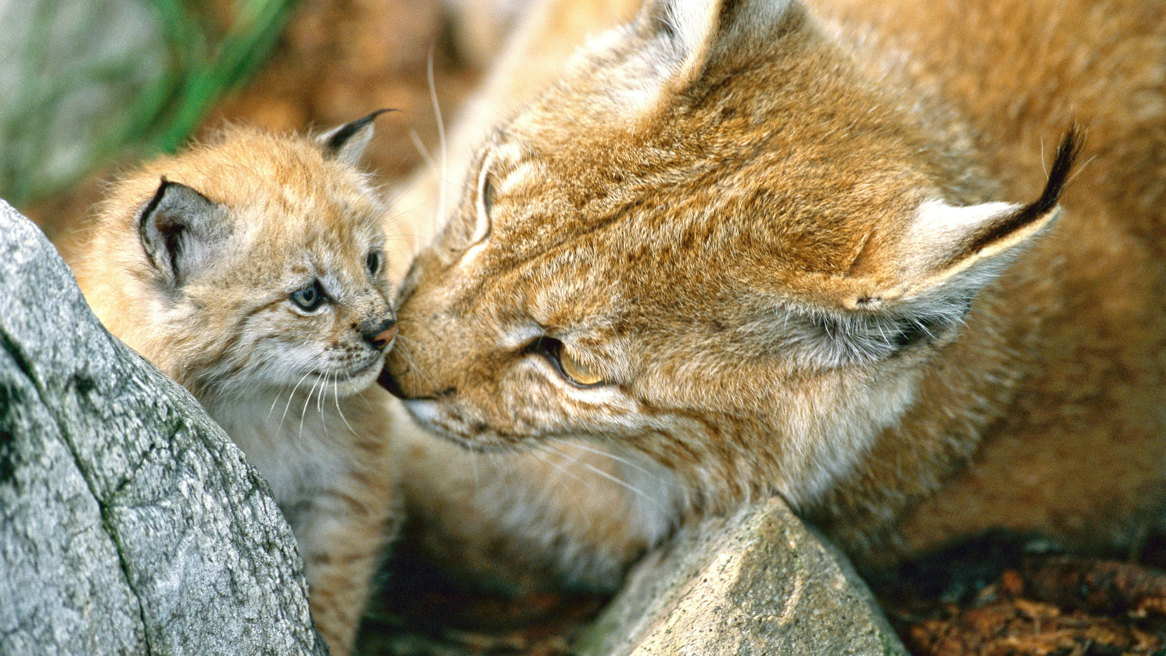 Nur 40 Stück sind bei uns heimisch und trotzdem wurde in Kärnten (!) heuer wieder ein Luchs gewildert. 
