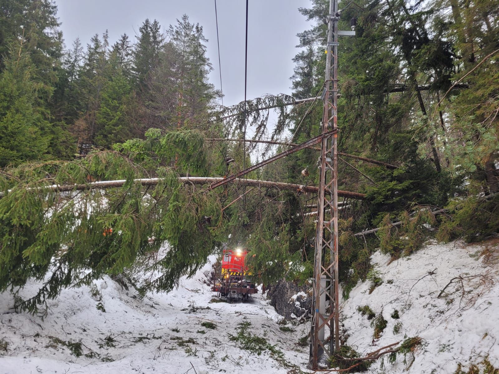 Rund 80 Bäume stürzten auf der Strecke der Mariazellerbahn um.
