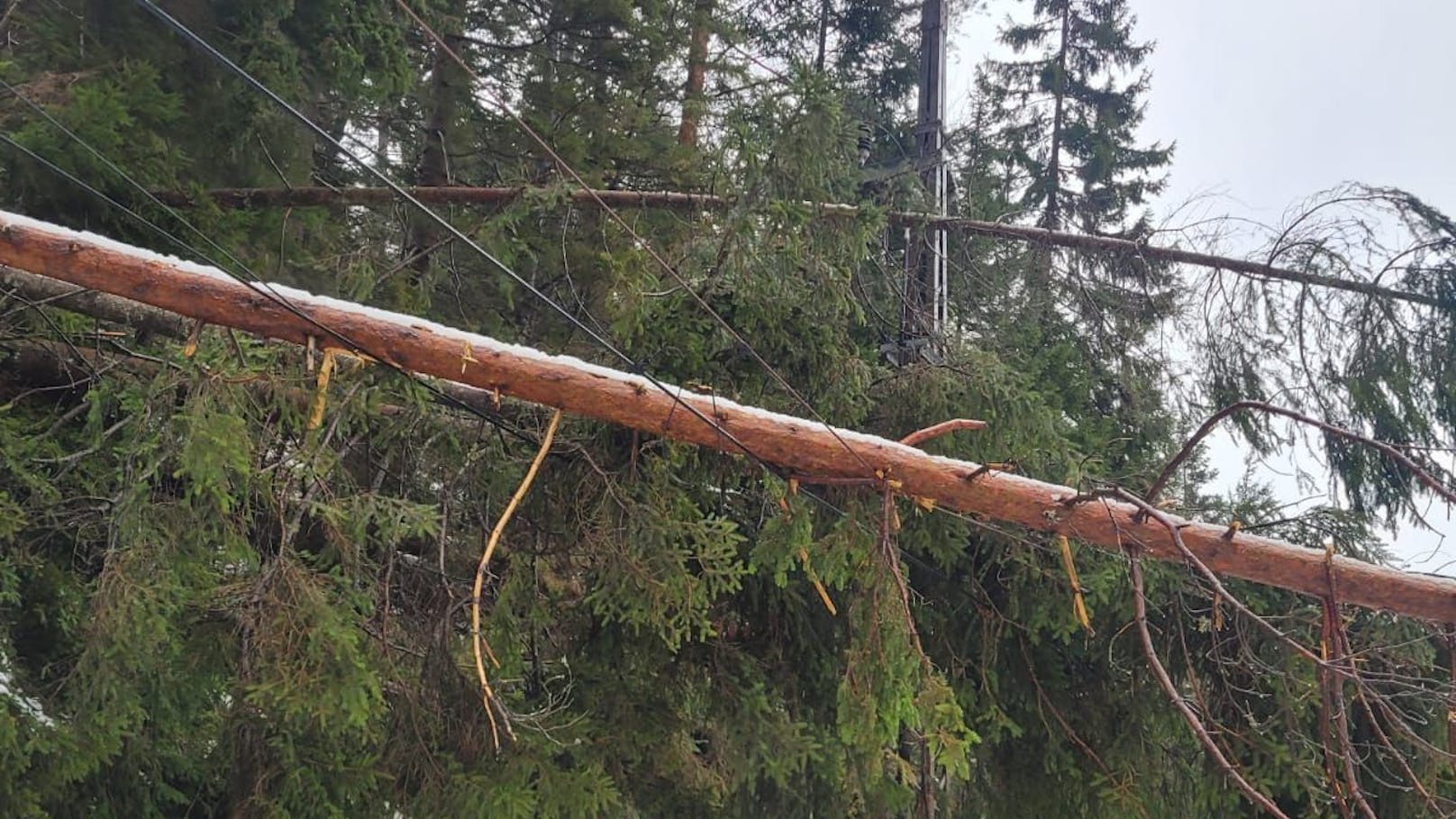 Zahlreiche Bäume stürzten auf der 36 Kilometer langen ... 