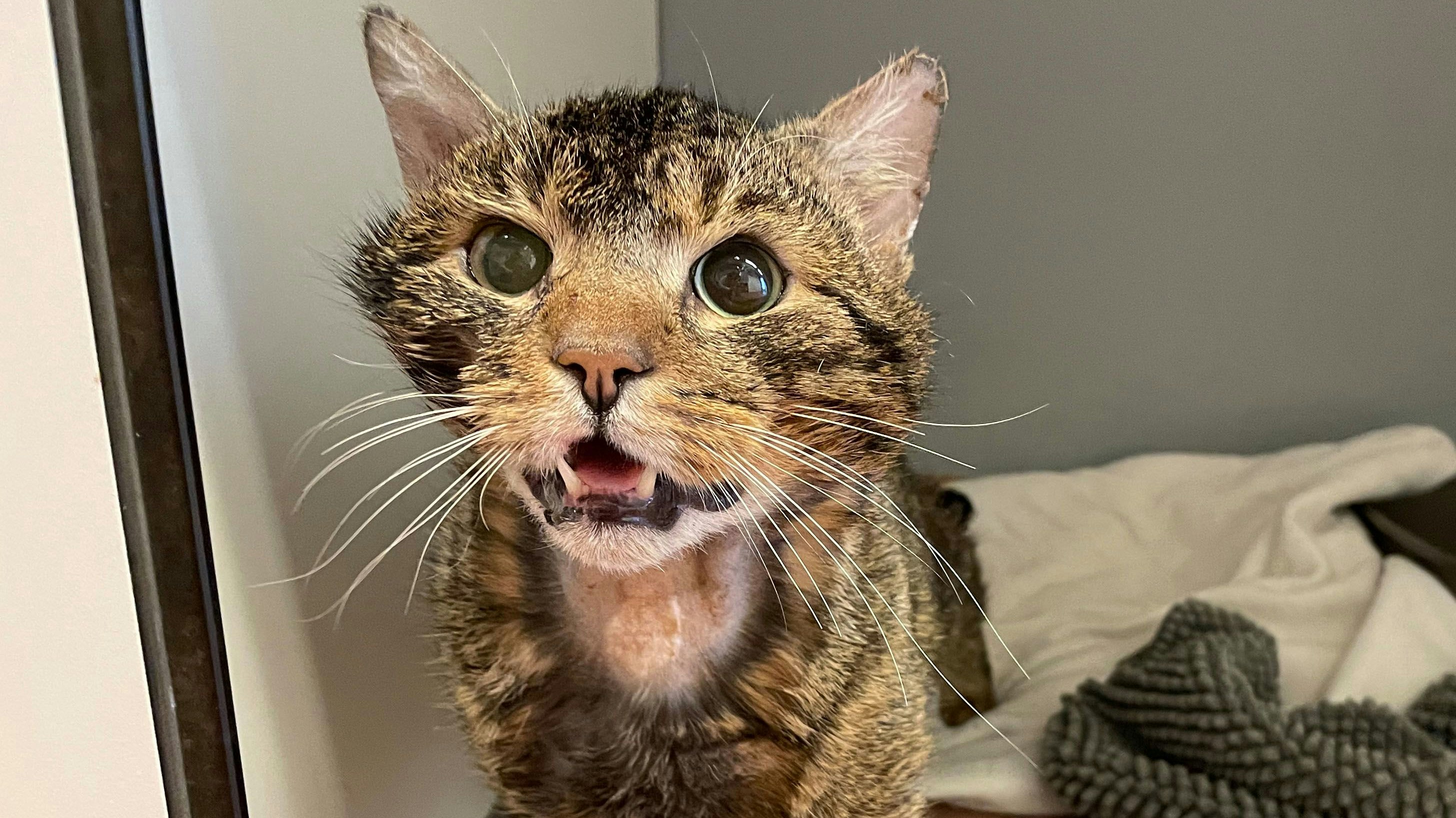 Der niedliche Ambrosius konnte zum Glück maximal acht Leben lassen. 