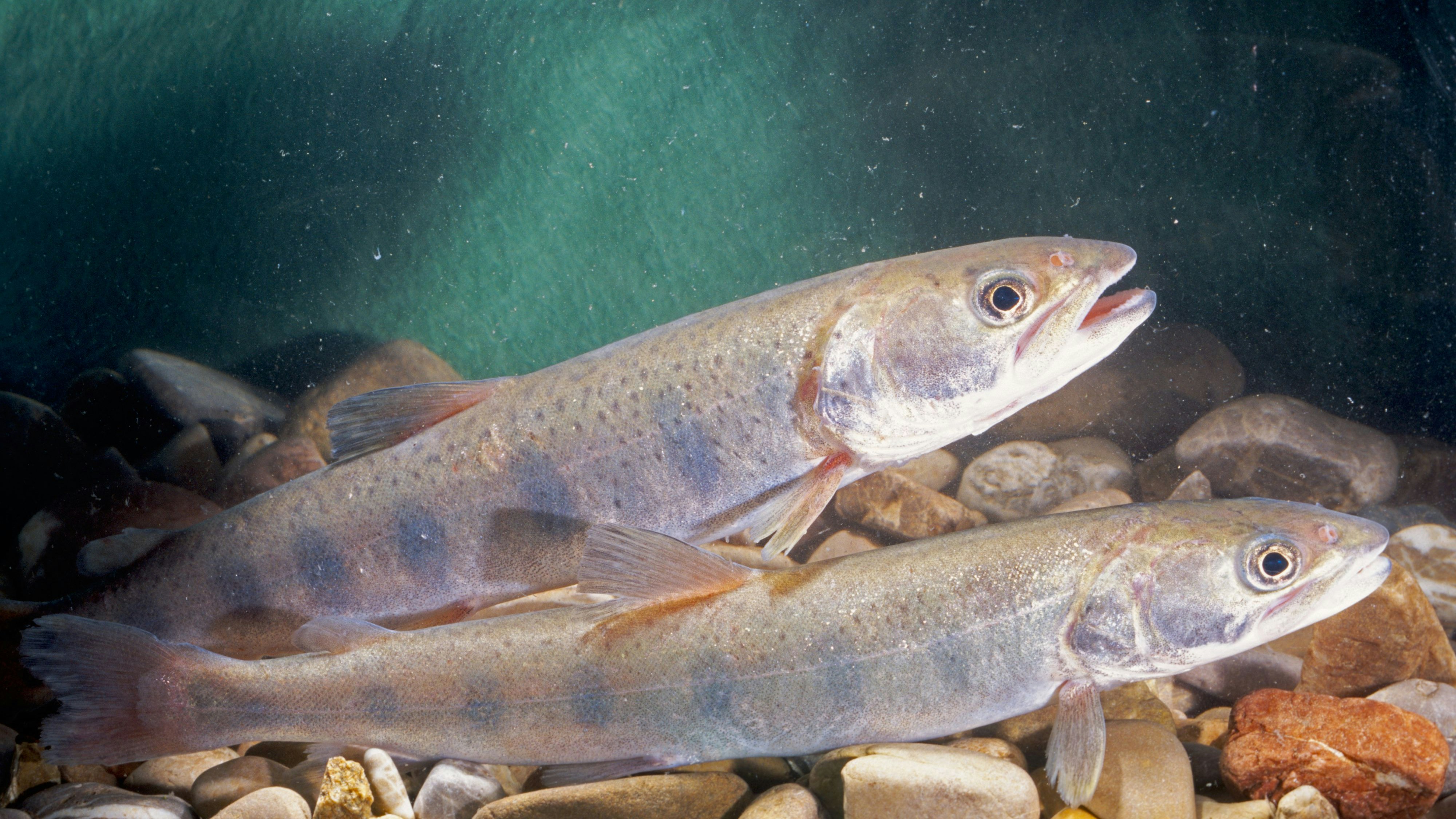 Der sogenannte "Huchen" kommt nur im Donau-Einzugsgebiet vor. 