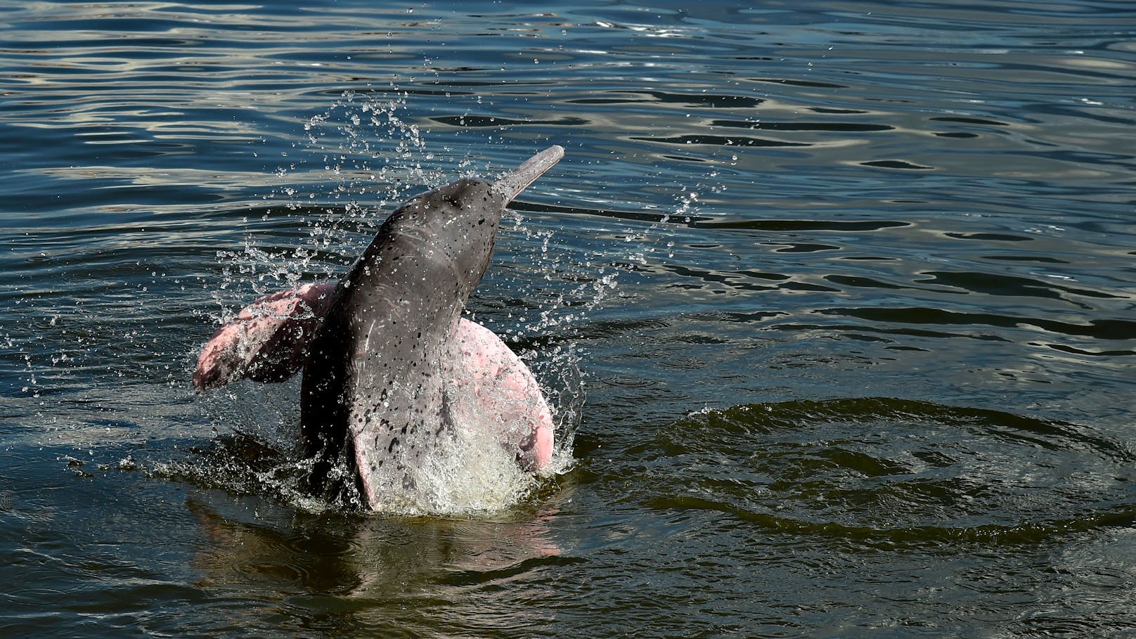 Alle sechs Flussdelfin-Arten stehen kurz vor der Ausrottung, doch besonders hart trifft es den Amazonas Flussdelfin.