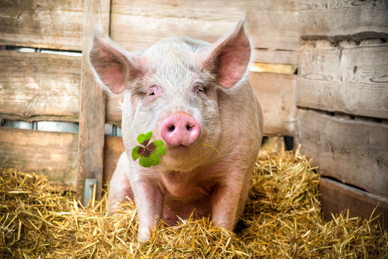 Wieso soll das Schwein überhaupt Glück bringen? 