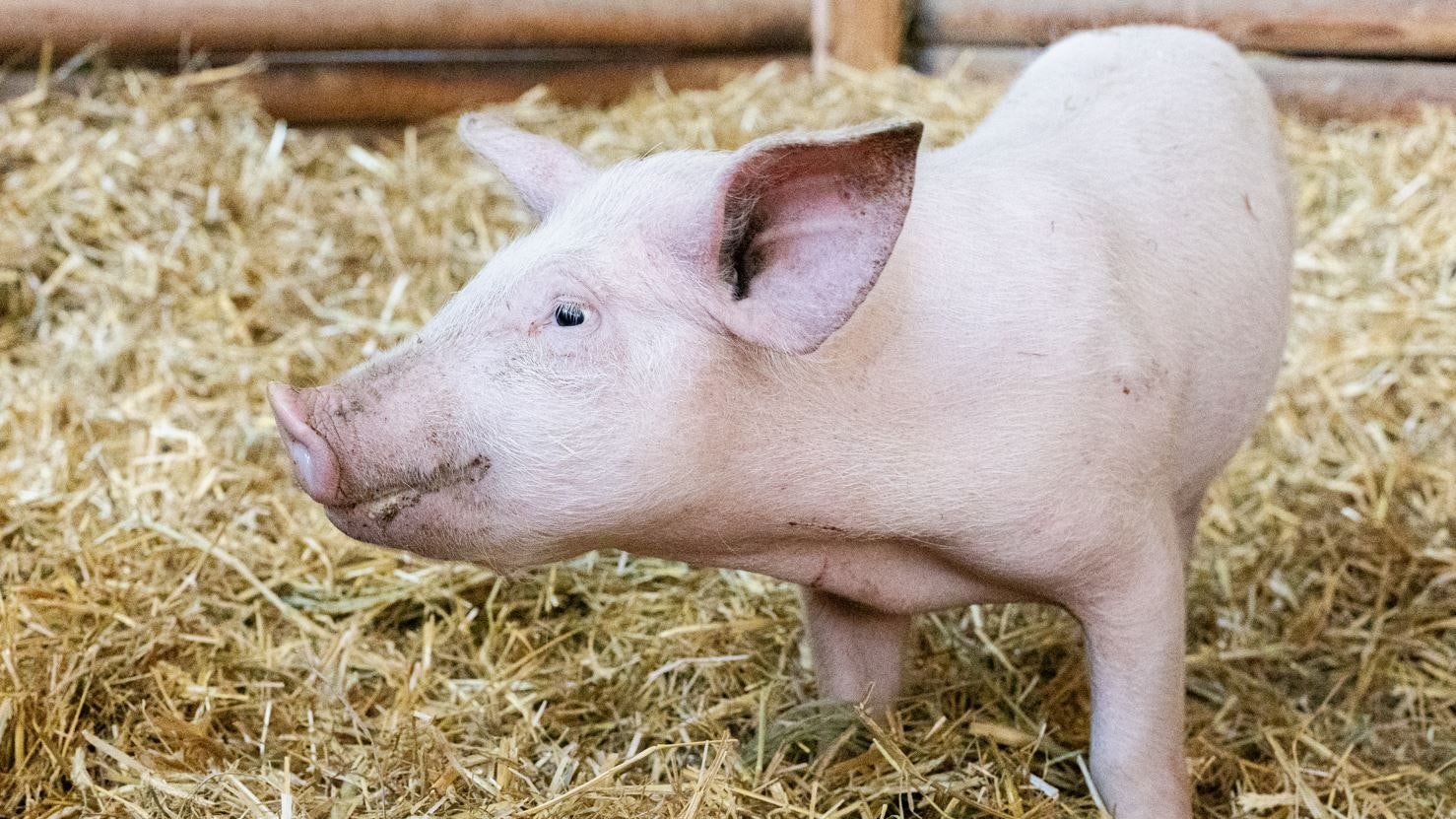 "Alfred" ist jetzt ein stolzer Aiderbichler und darf dort den Rest seines Lebens verbringen. 