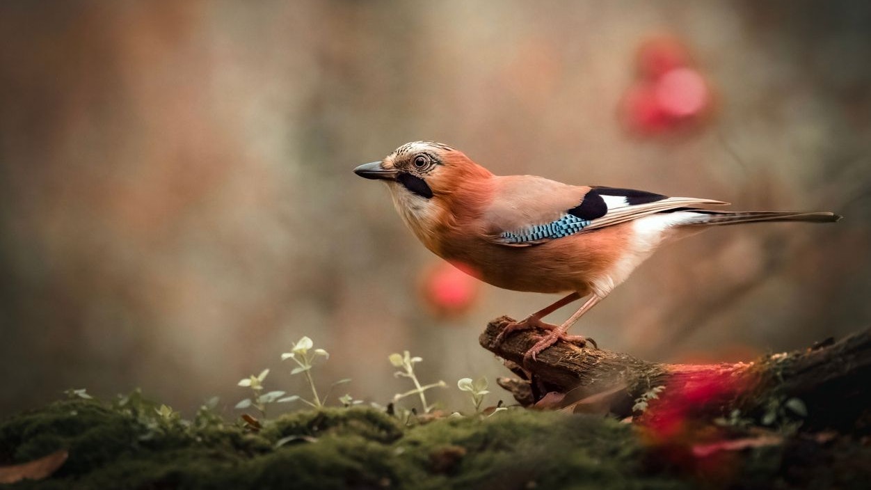Der wunderschöne "Eichelhäher" ist in der gesamten EU geschützt. Österreicher ballern trotzdem drauf. 