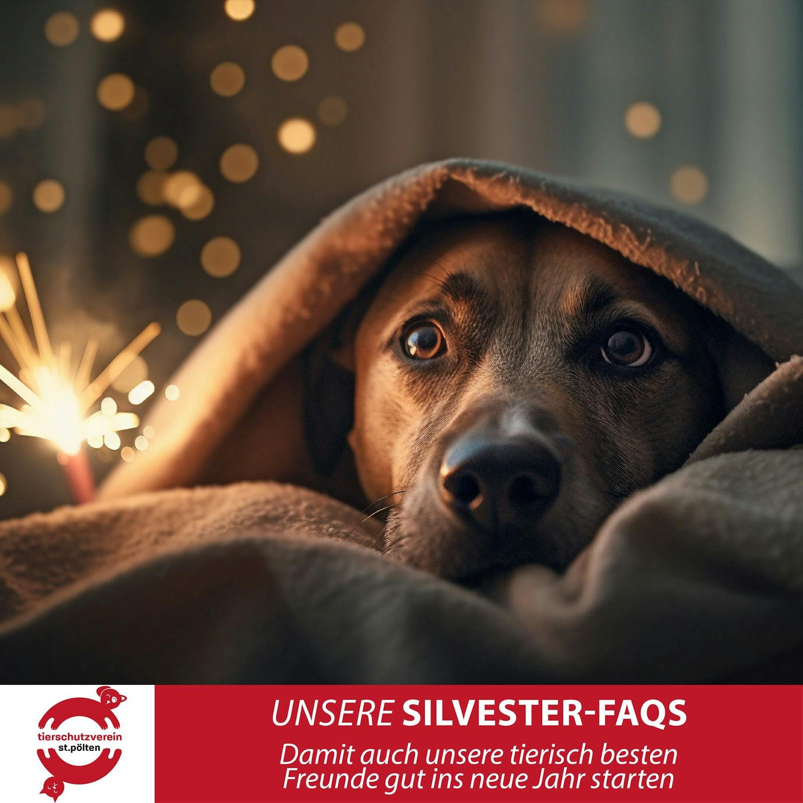 Der Tierschutzverein St. Pölten gibt Tipps zum richtigen Umgang am Silvesterabend.