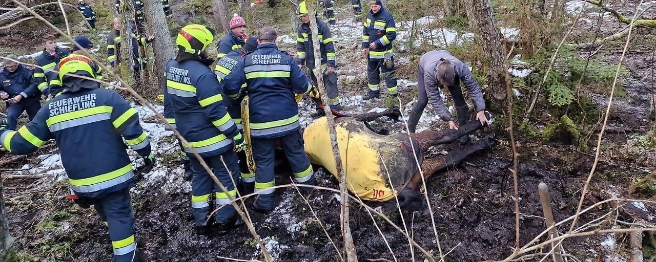 das Pferd musste von der Feuerwehr befreit werden. 