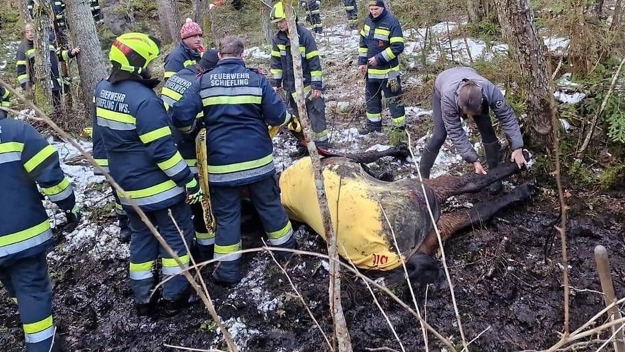das Pferd musste von der Feuerwehr befreit werden. 