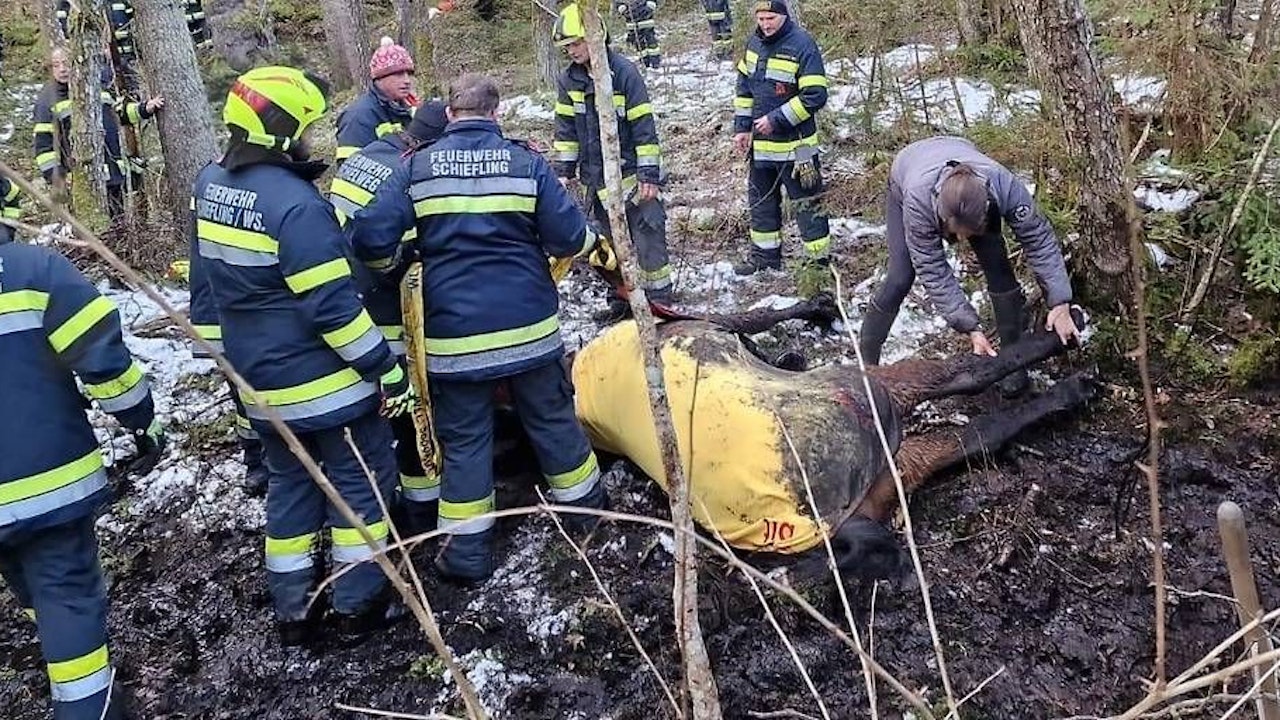 Heute.at - Pferd steck im Morast fest – Feuerwehr muss ausrücken
