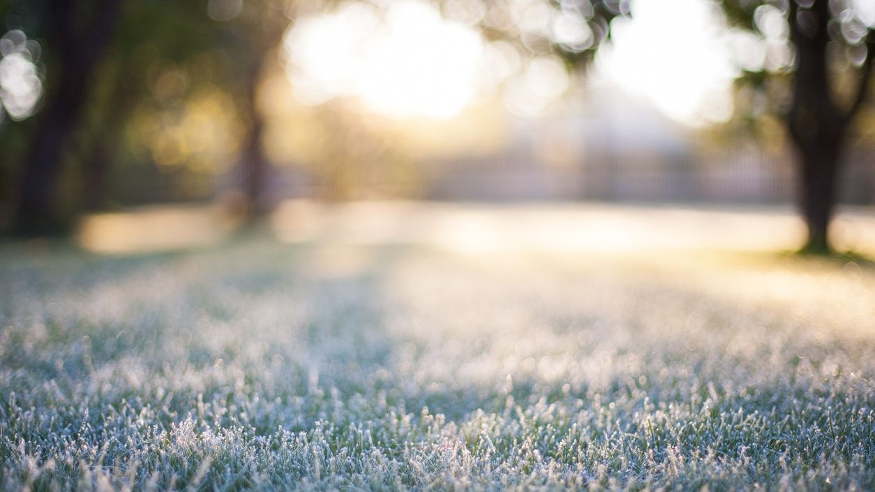 Frosted grass on a blurry bokeh sunrise backdrop