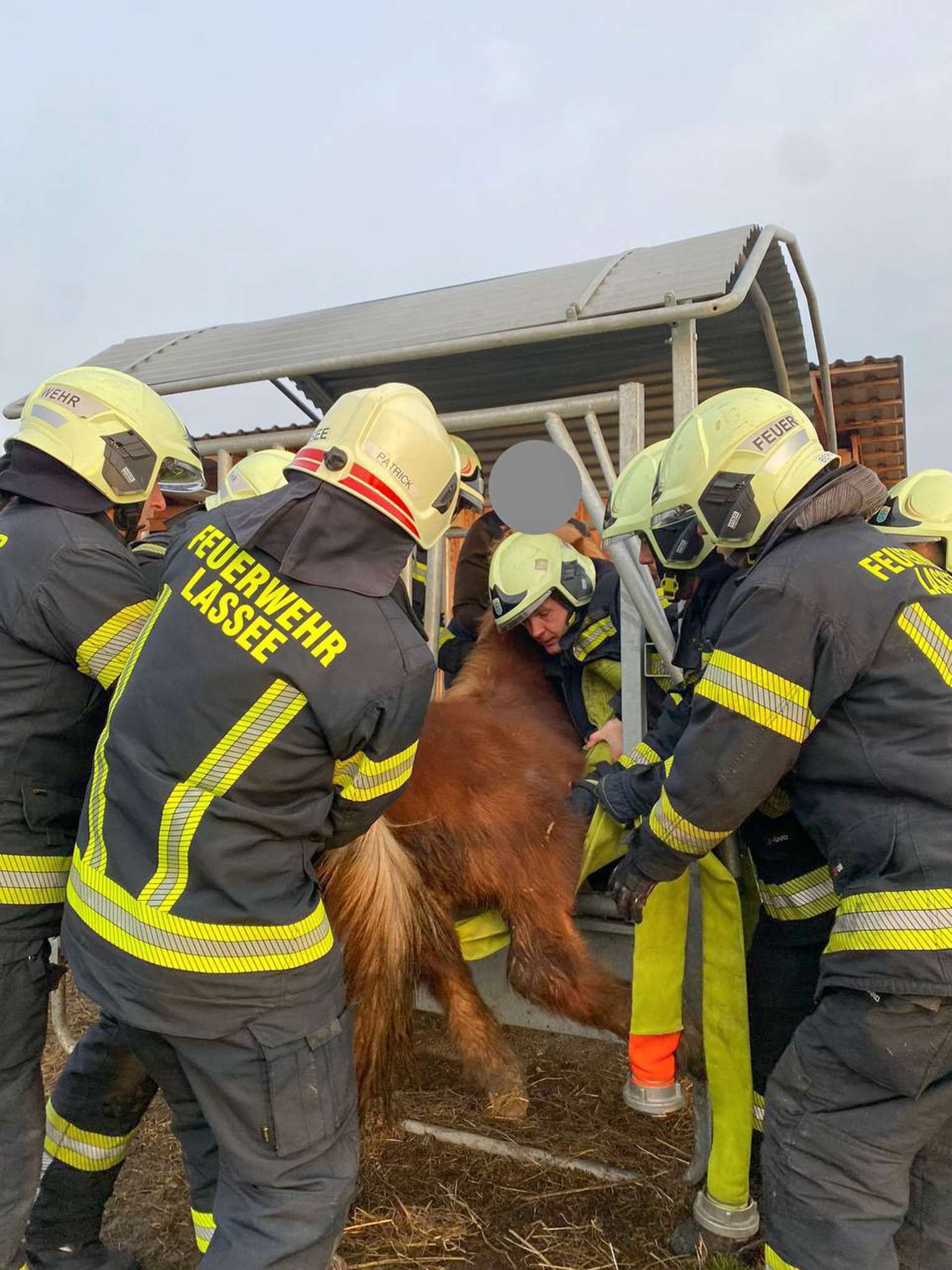 Heute.at - Eingeklemmt! Feuerwehr befreit Pony aus misslicher Lage