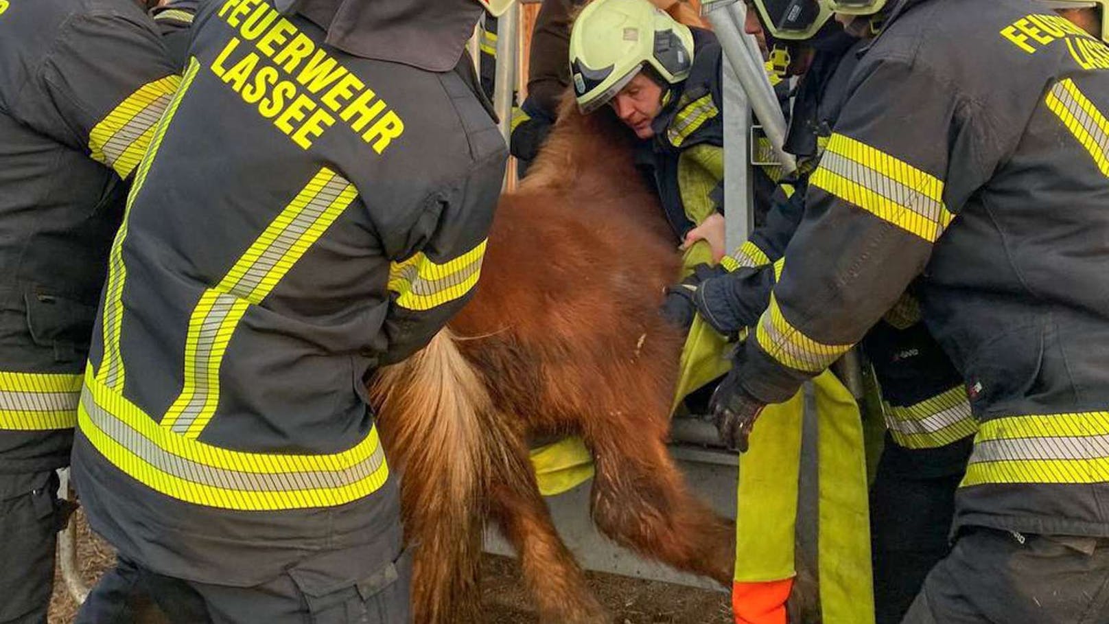 Eingeklemmt! Feuerwehr befreit Pony aus misslicher Lage