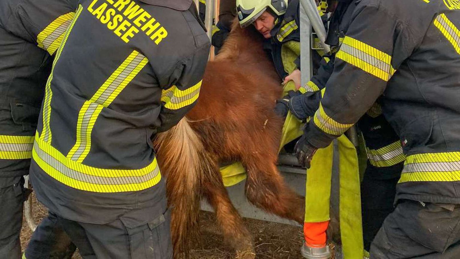 Tierischer Notfall am Altjahrestag in Lassee: Ein Pony war in einer Heuraufe eingeklemmt und konnte sich nicht mehr selbstständig befreien.