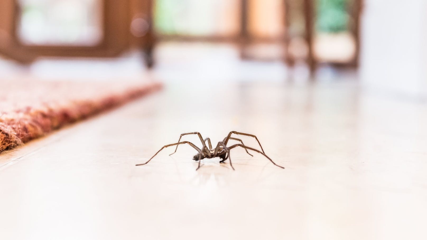 Sterben Spinnen wirklich, wenn man sie aufsaugt?
