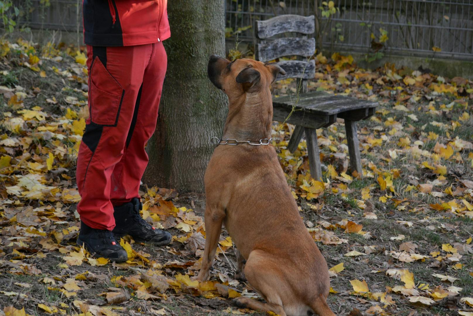 Der aktive Hund sucht eine sportliche Familie.