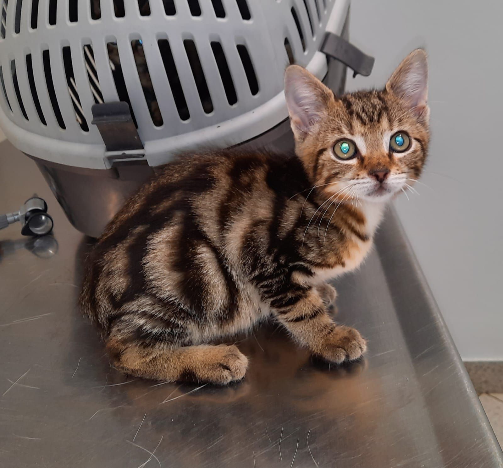 Der Tierschutzverein 