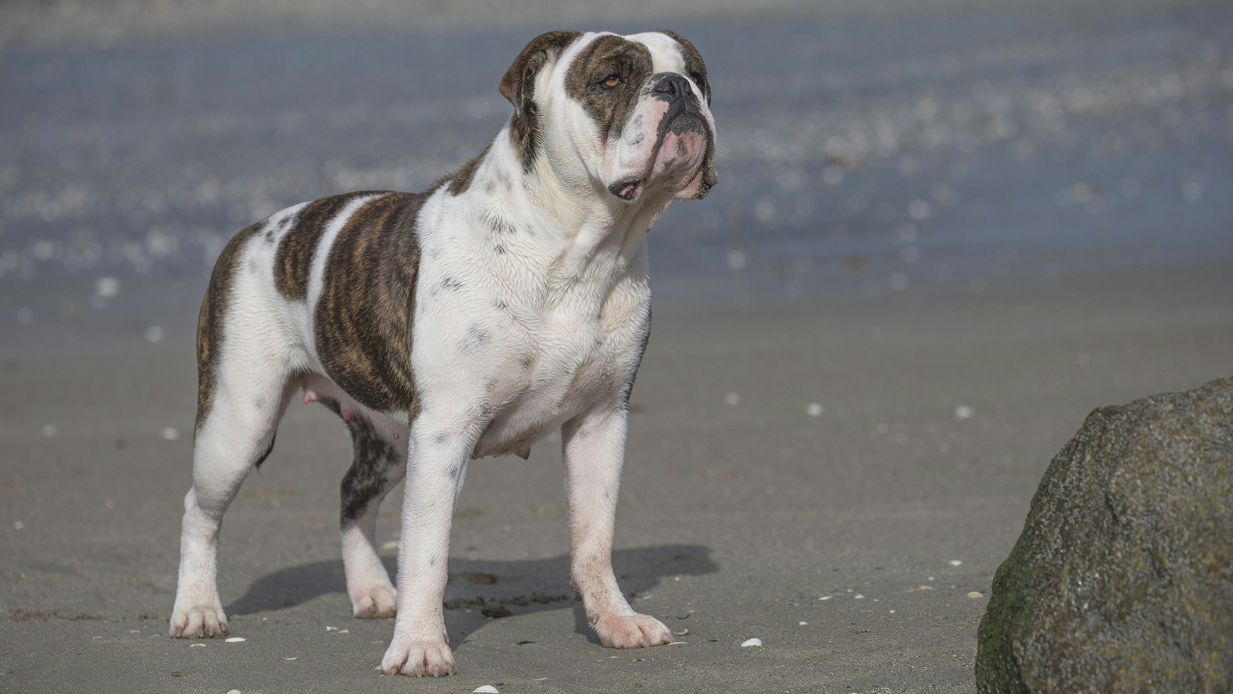 Der "Continental Bulldog" wurde erst 2022 vom FCI als Rasse anerkannt, stammt aus der Schweiz und soll wesentlich gesünder sein als seine englischen Verwandten. 