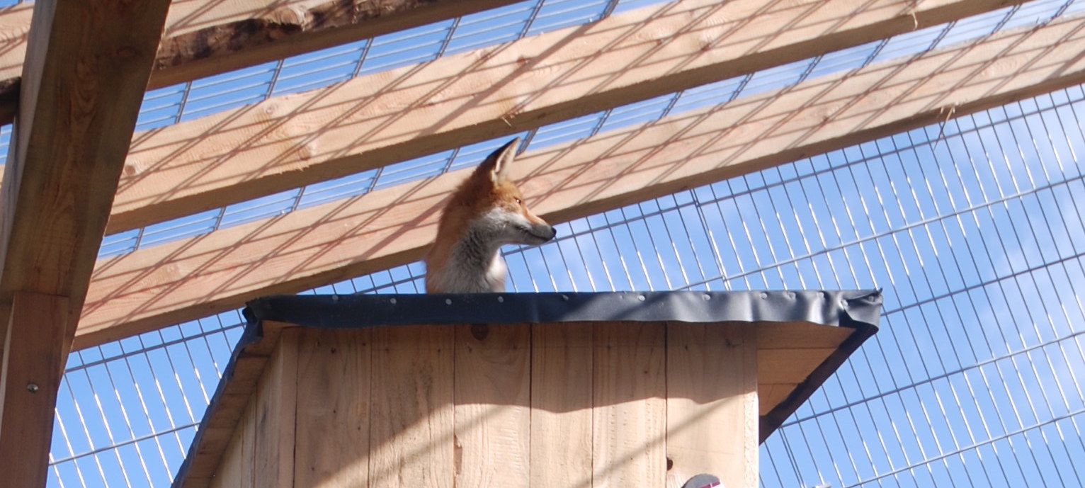 Nicht nur die Schützlinge des Tierparadies' Schabenreith hatten einen harte Nacht vom 31. Dezember auf 01. Jänner 2024.