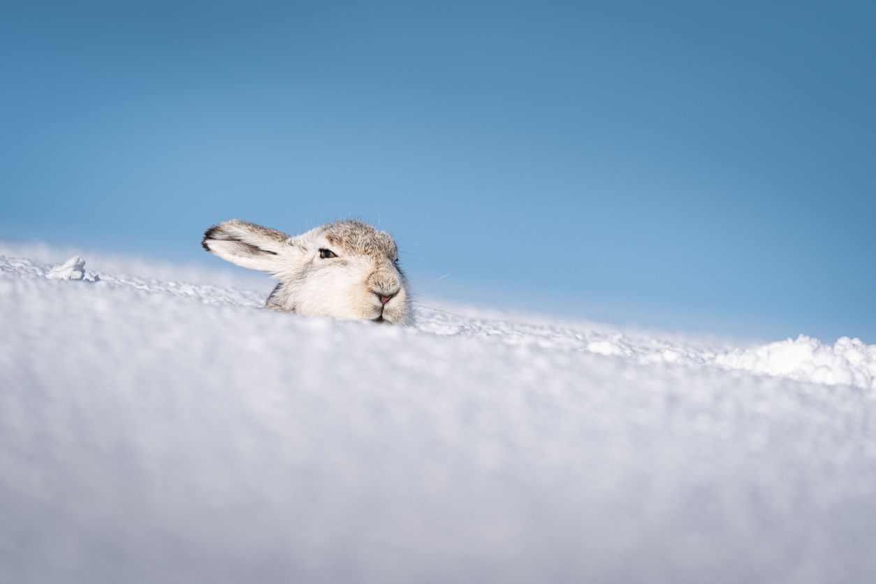 Wildtiere die aufgrund der Jahreszeiten ihre Farbe wechseln, sind zunehmend gefährdet. 