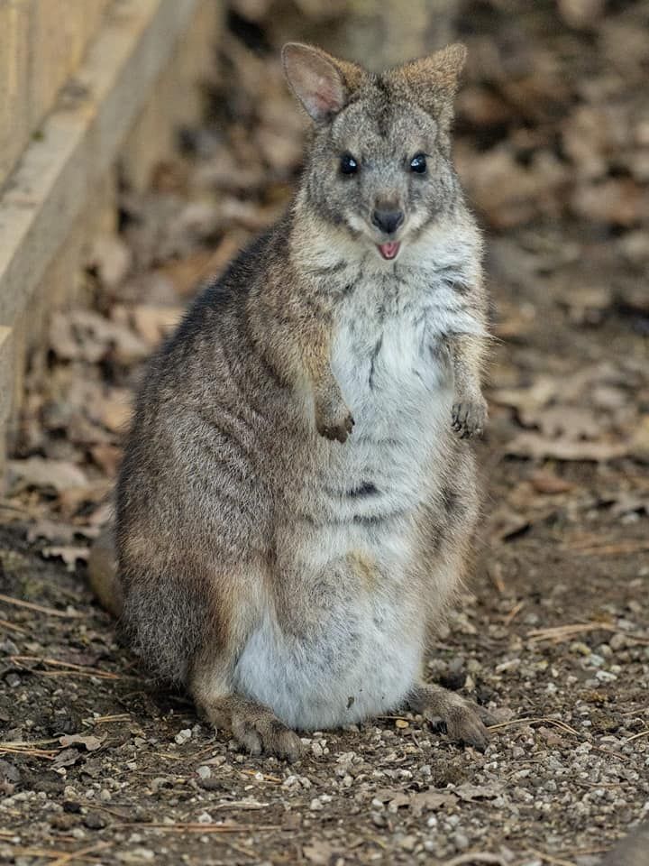 Die Wallabys von Wolfgang Zamazal sind berühmt. Auch zahlreiche Promis zählte der Wirt zu seinen Gästen.