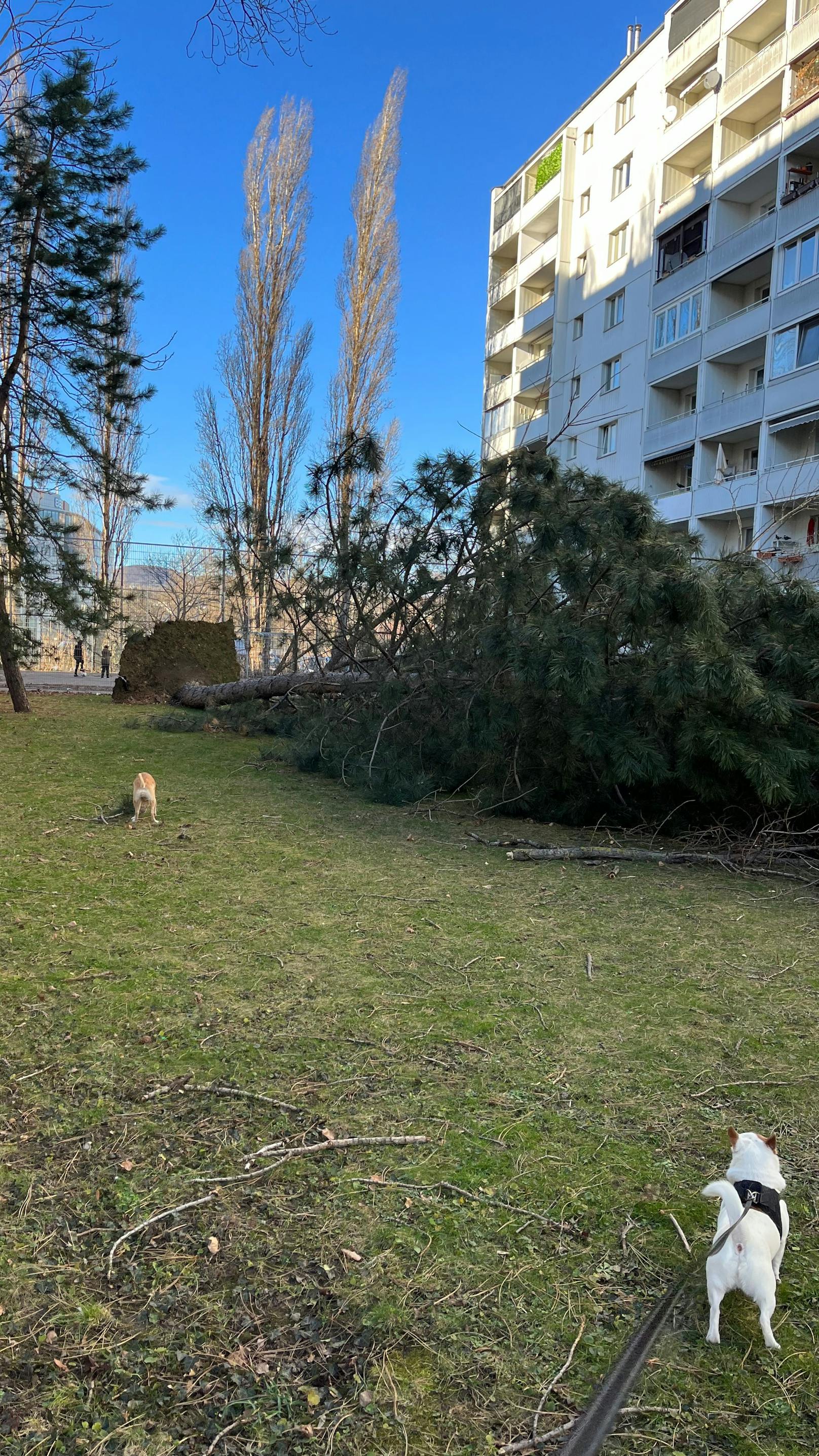 Orkansturm in Wien – Feuerwehr rückte hunderte Male aus