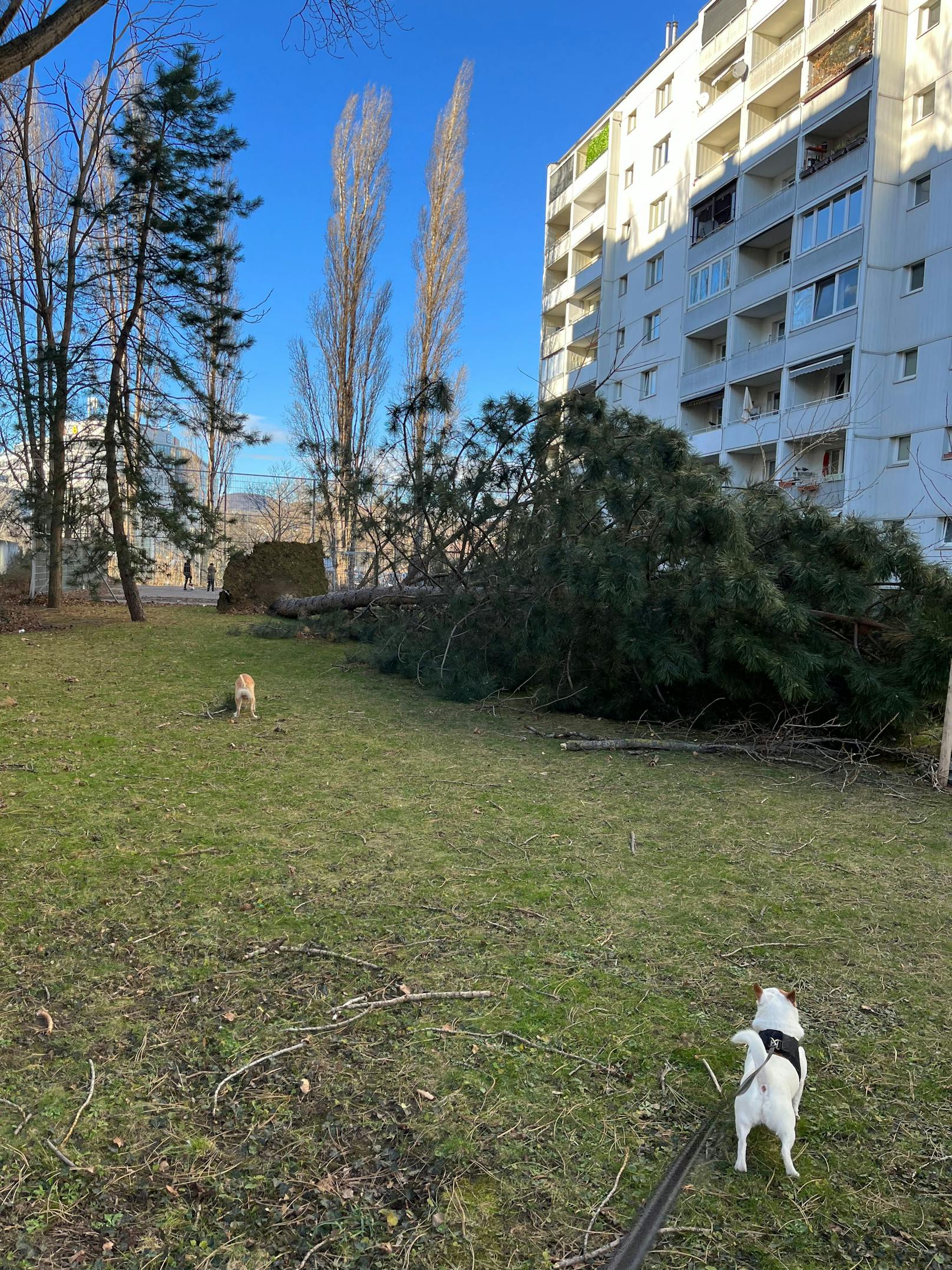 Ein umgestürzter Baum in einem Brigittenauer Gemeindebau