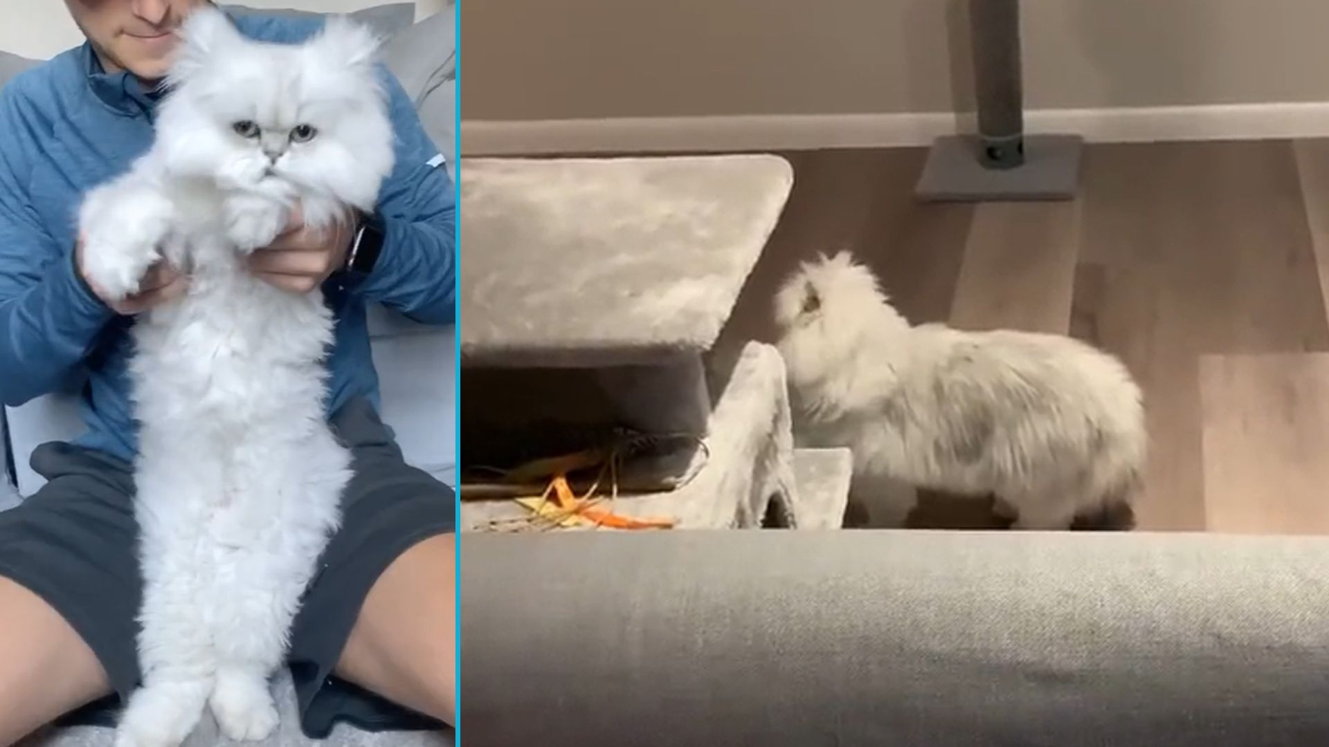 So fluffig und hübsch sah 