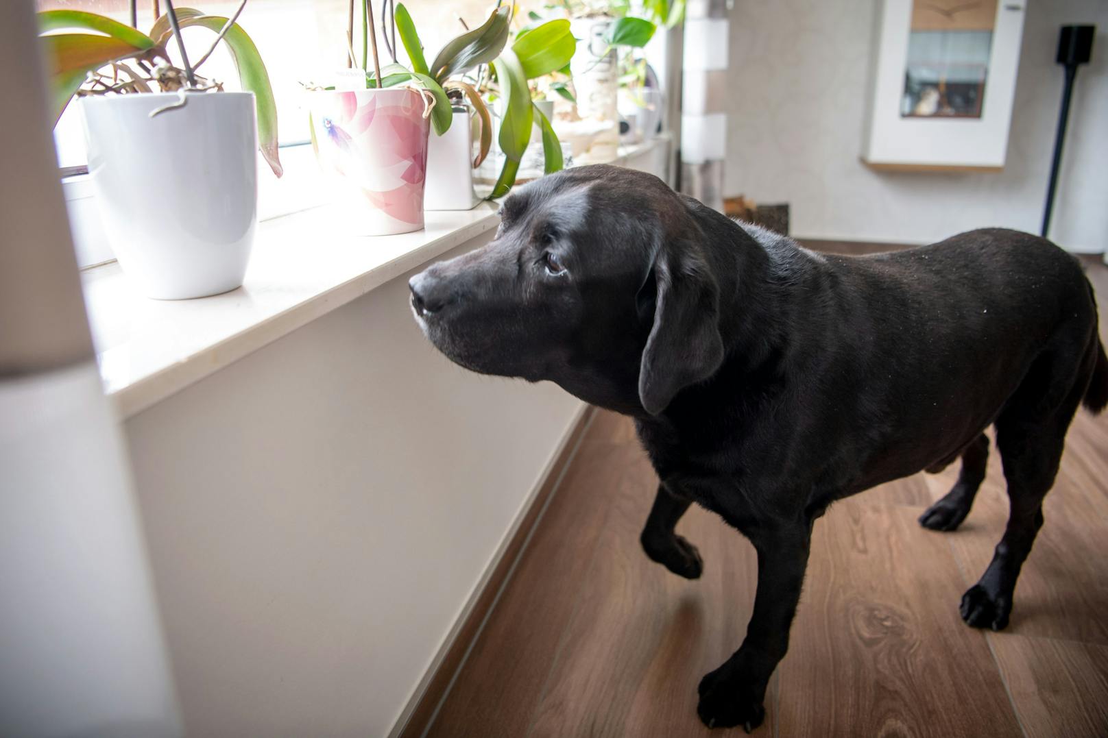 Bettwanzenspürhund Jamiro auf der Suche nach dem Ungeziefer.